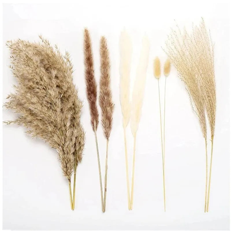 Natural Dried Flowers Pampas Phragmites Rabbit Tail Grass Bouquet for Boho Nordic Home Decor Wheat Ears Wedding Decoration